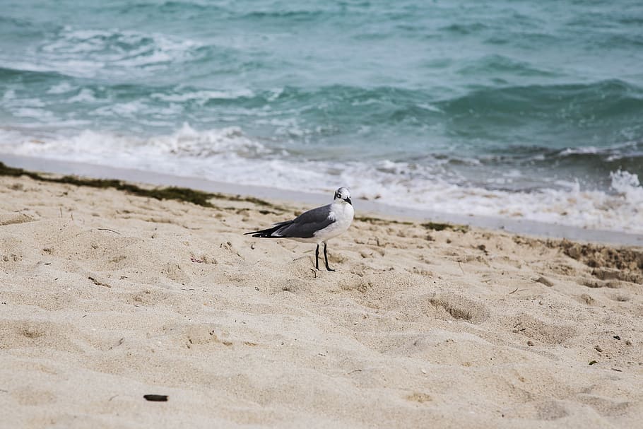 Seagull, Beach, Ocean, Nature, Bird, water, coast, sand, white HD wallpaper