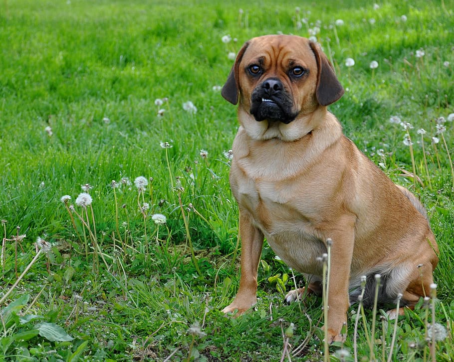 short-coated brown dog sitting on green grass, puggle, smiling HD wallpaper