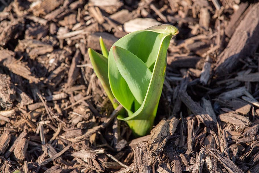 nature, flora, leaf, soil, ground, spring, plant part, green color HD wallpaper
