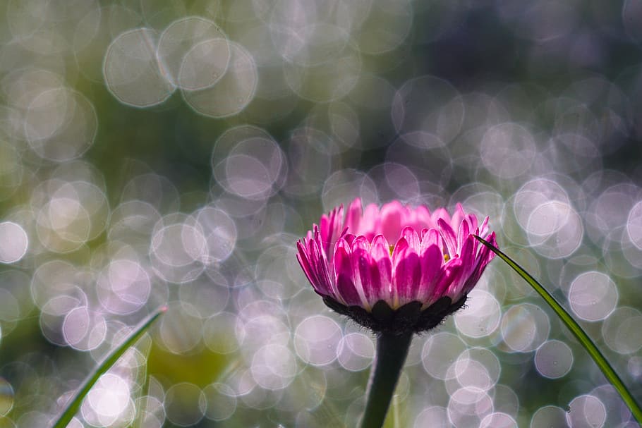 pink and white chrysanthemum macro photography, spring, morning HD wallpaper