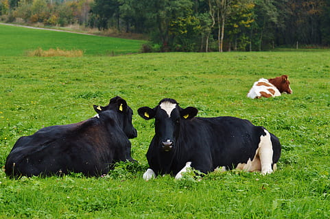 Cows, Black, Cow, Beef, Black And White, animal, agriculture HD wallpaper
