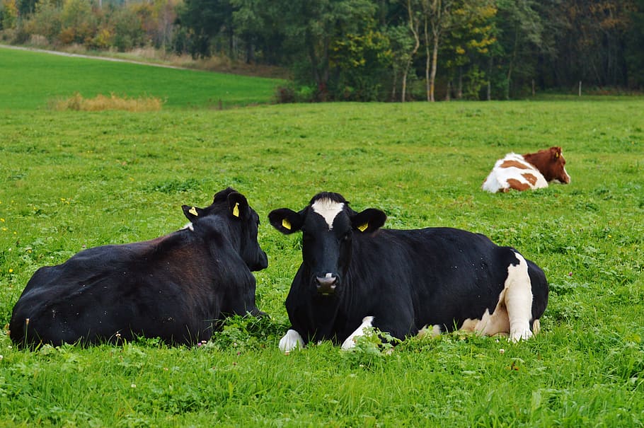 Cows, Black, Cow, Beef, Black And White, animal, agriculture HD wallpaper