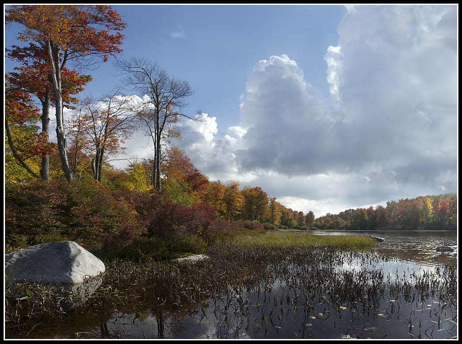 water, fall, nature, lake, pond, tree, plant, beauty in nature HD wallpaper