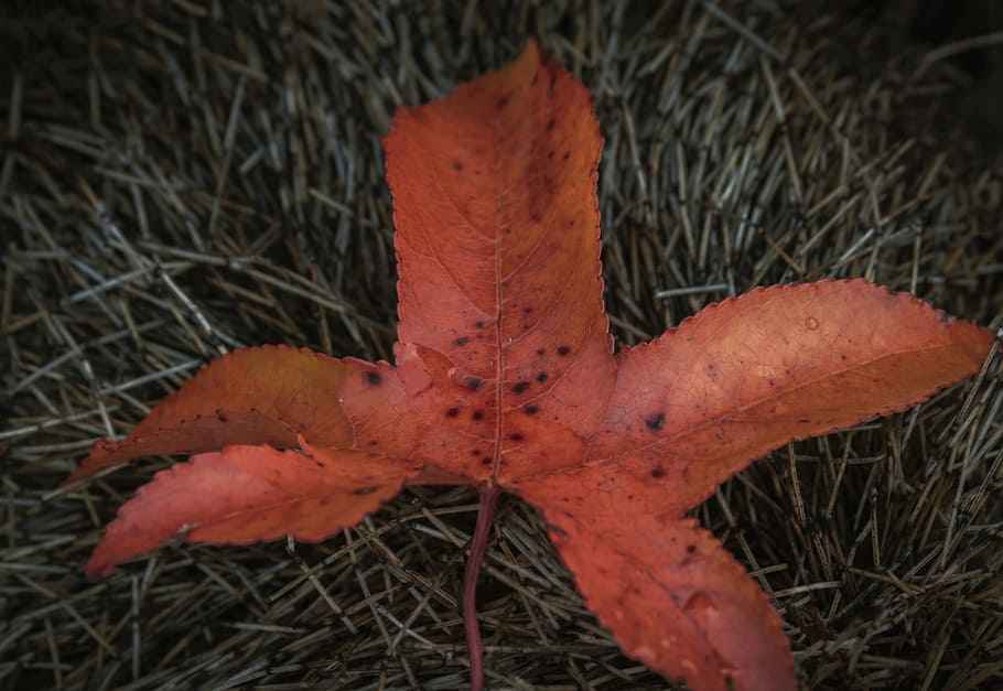 Leaf, Autumn, Fall, Leaves, red, fall leaves, autumn leaves HD wallpaper