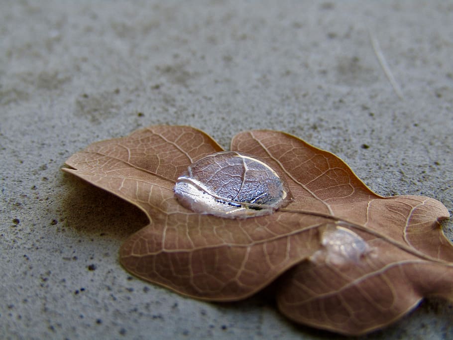 fall, water, dead leaf, nature, animal wildlife, close-up, shell HD wallpaper