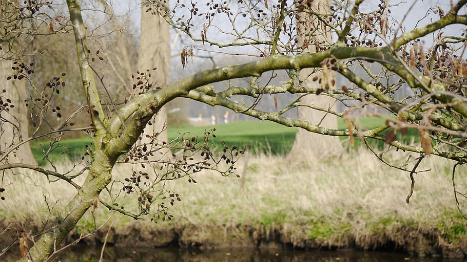 branch, tree, nature, individually, still life, landscape, forest HD wallpaper