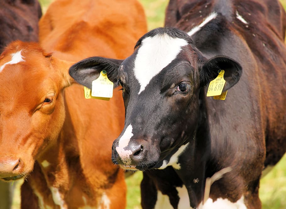 Cows, Pasture, Attention, Curious, young cattle, animals, portrait HD wallpaper