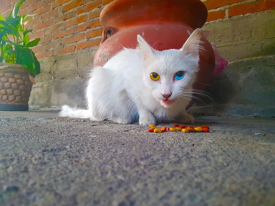 Cat, Heterochromia, domestic cat, pets, animal themes, domestic animals HD wallpaper
