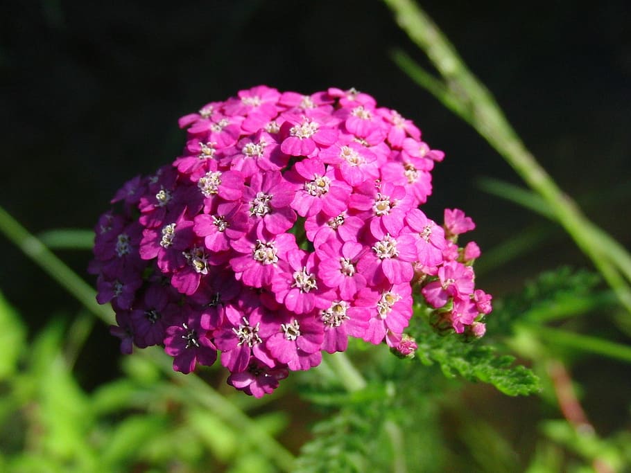 Yarrow, Medicinal Plant, Grass, nature, macro, closeup, field grass