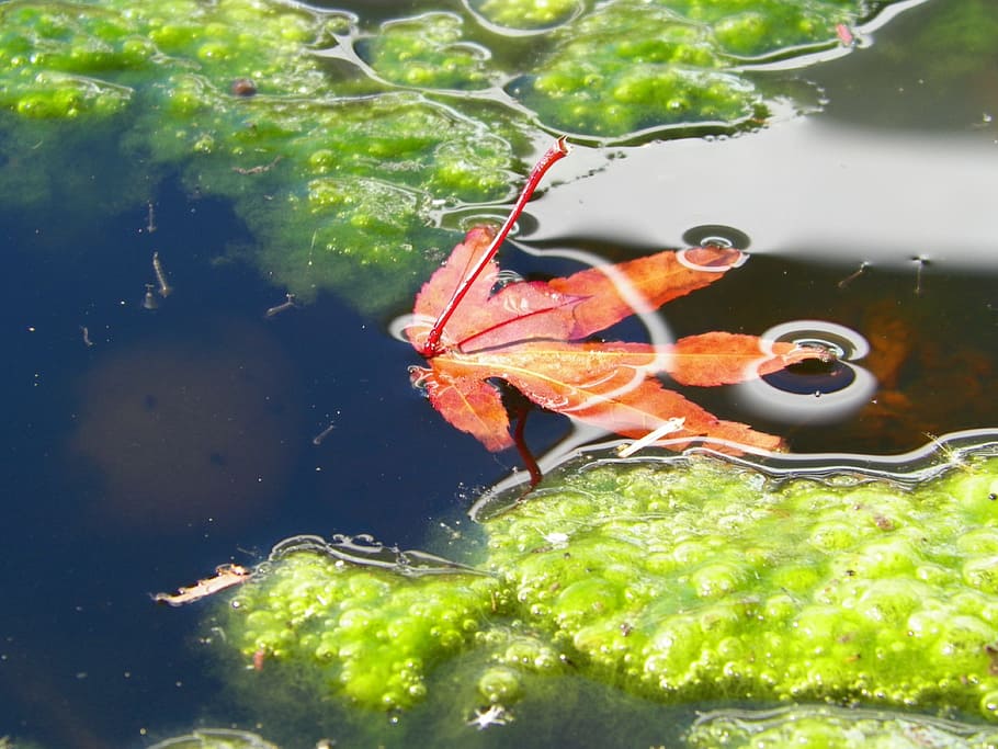 red, green, leaf, algae, nature, pond, fall, water, animal wildlife HD wallpaper