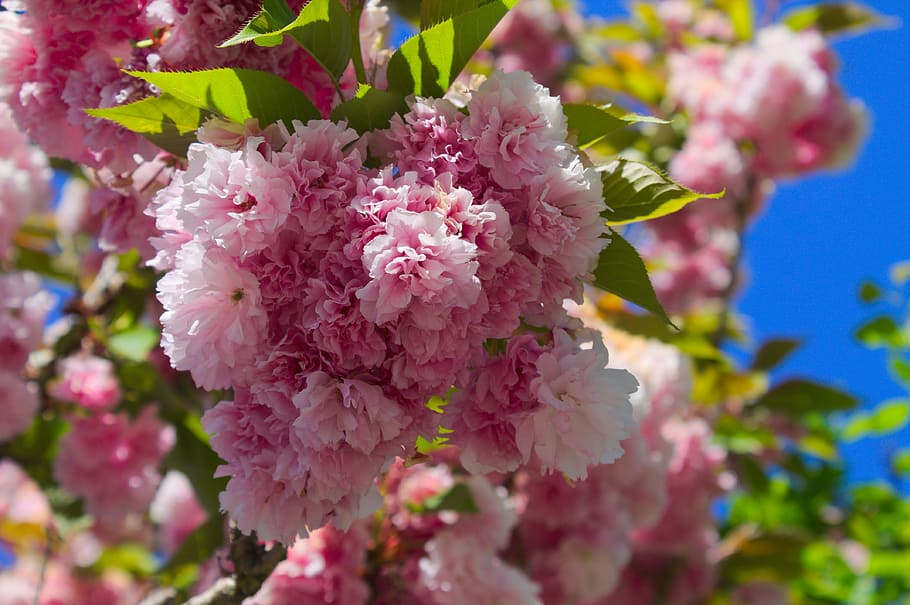 Flowers, Pink, Nature, Spring, plant, growth, fragility, pink color HD wallpaper