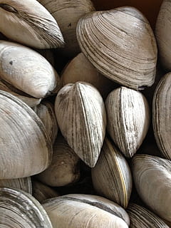 clams, rhode island, shellfish, seafood, backgrounds, full frame HD wallpaper