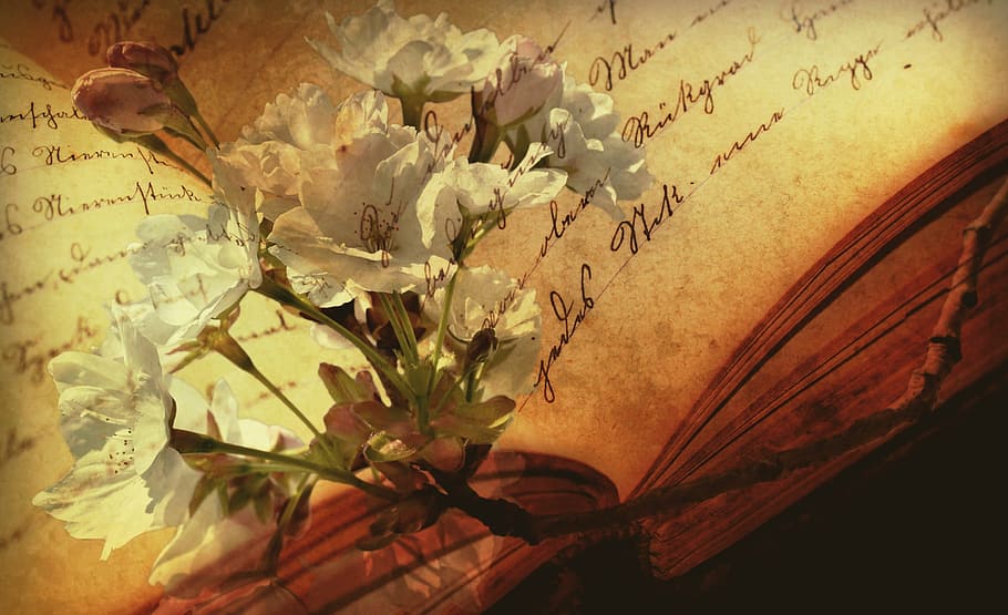 white petal flower on top of opened book, font, old book, still life