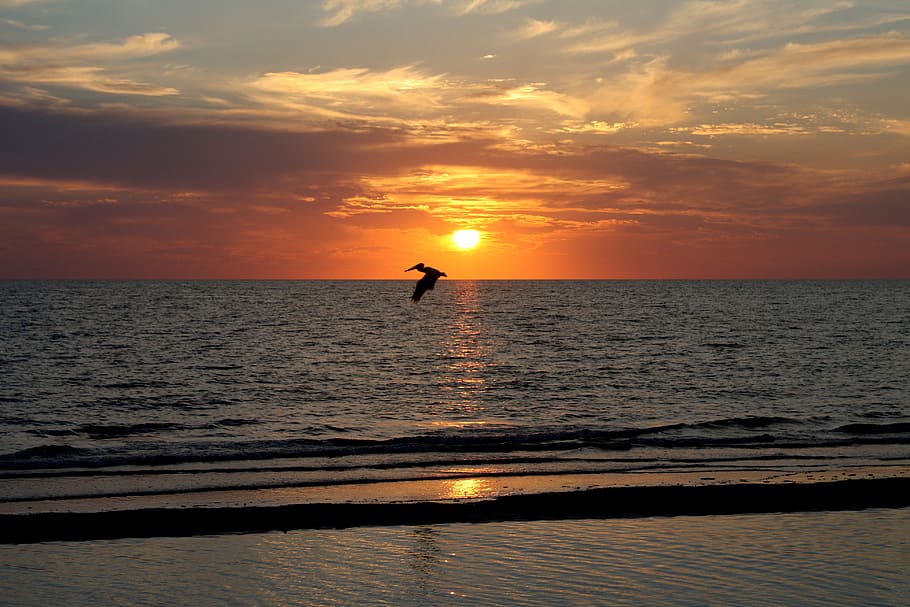 sunset, florida, naples, usa west coast, pelikan, beach, sea, HD wallpaper