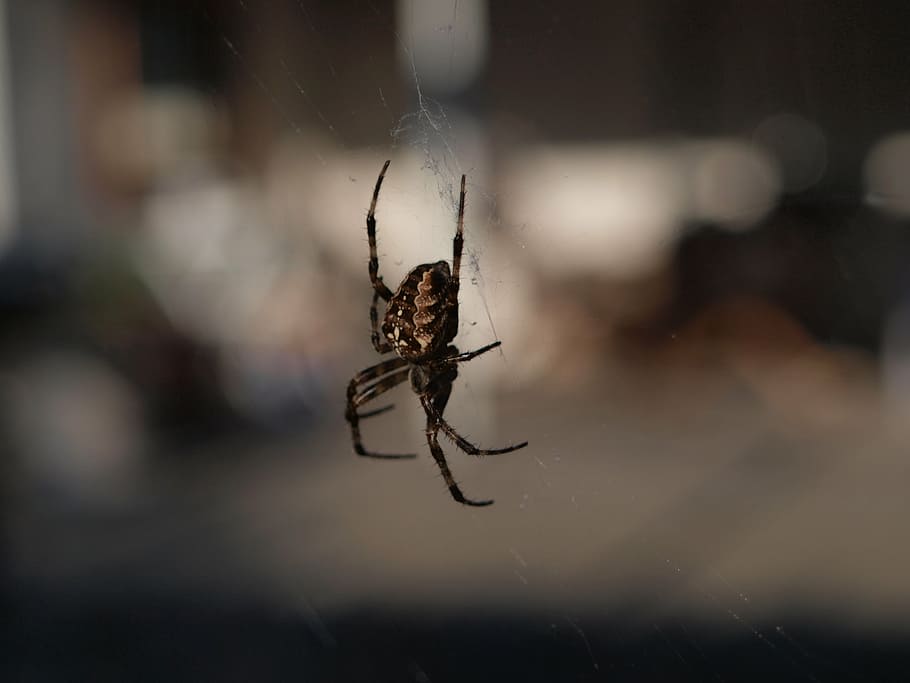 spider, nature, close, weave, arachne, insect, network, spider Web HD wallpaper