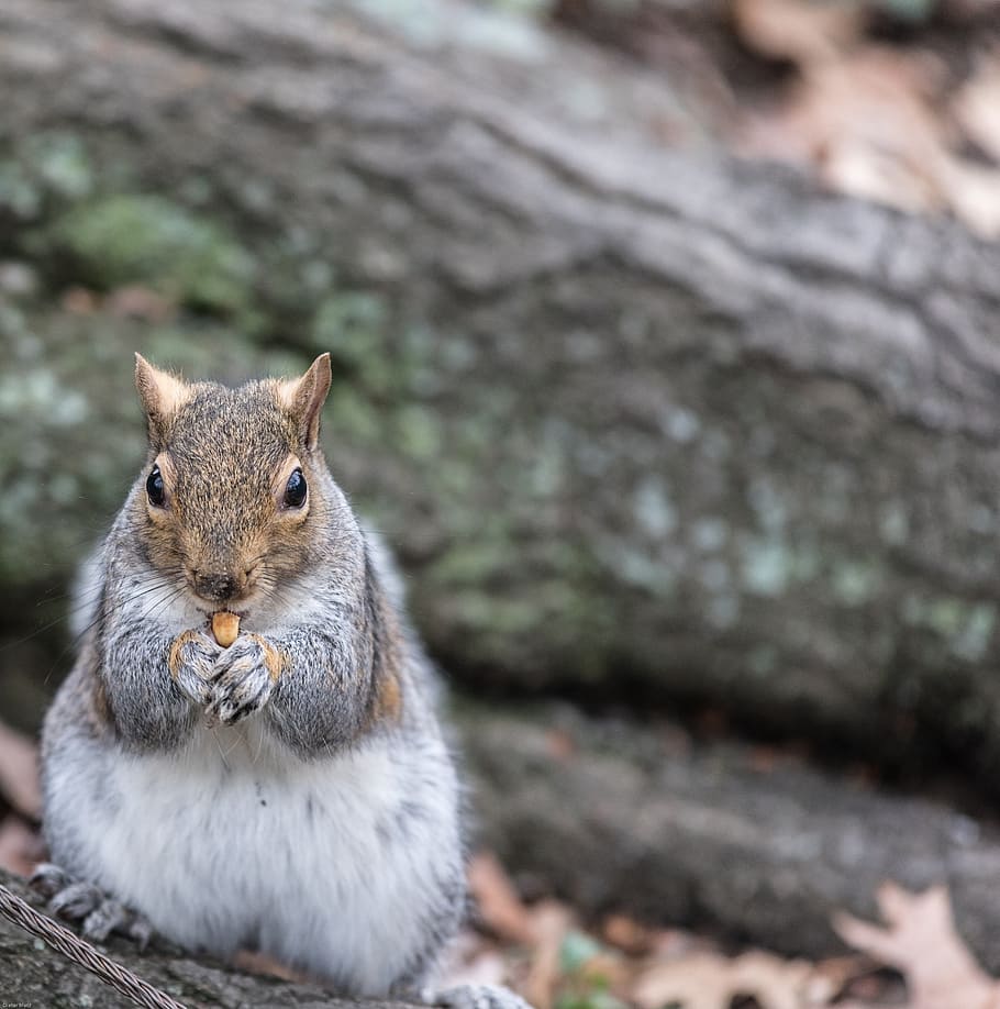 Squirrel, Sweet, Cute, Eat, Fur, Fluffy, animals, furry, paw HD wallpaper