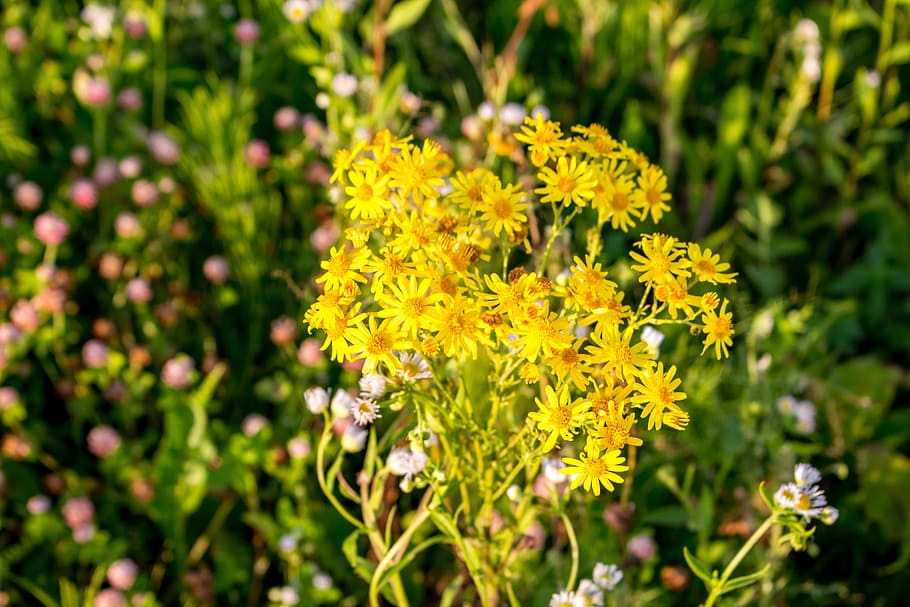 flowers, background, the substrate, plants, nature, chamomile HD wallpaper