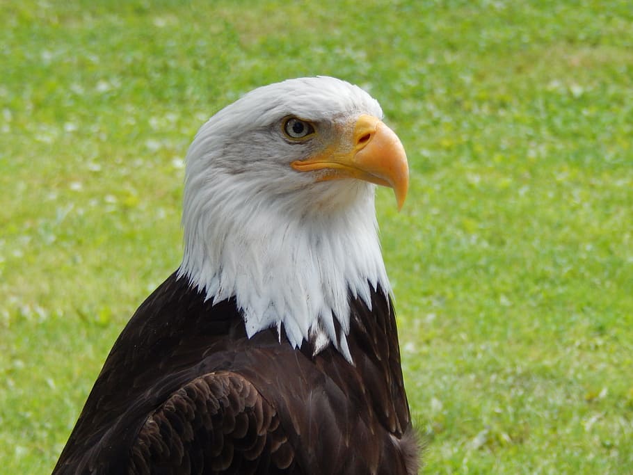 Eagle, Nature, Bird, Predator, Animal, beak, birds, one animal HD wallpaper