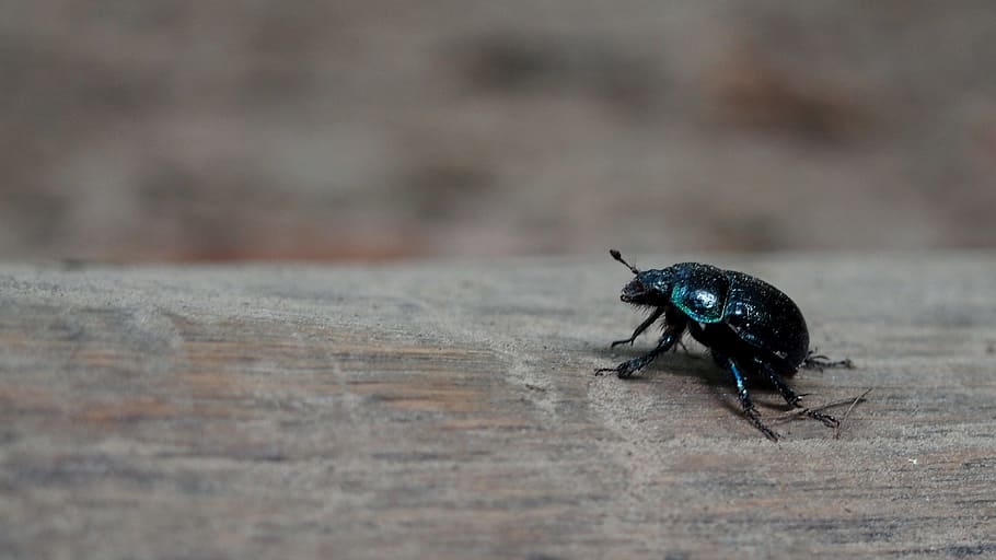 animals, beetle, nature, insect, macro, closeup, the beetle HD wallpaper
