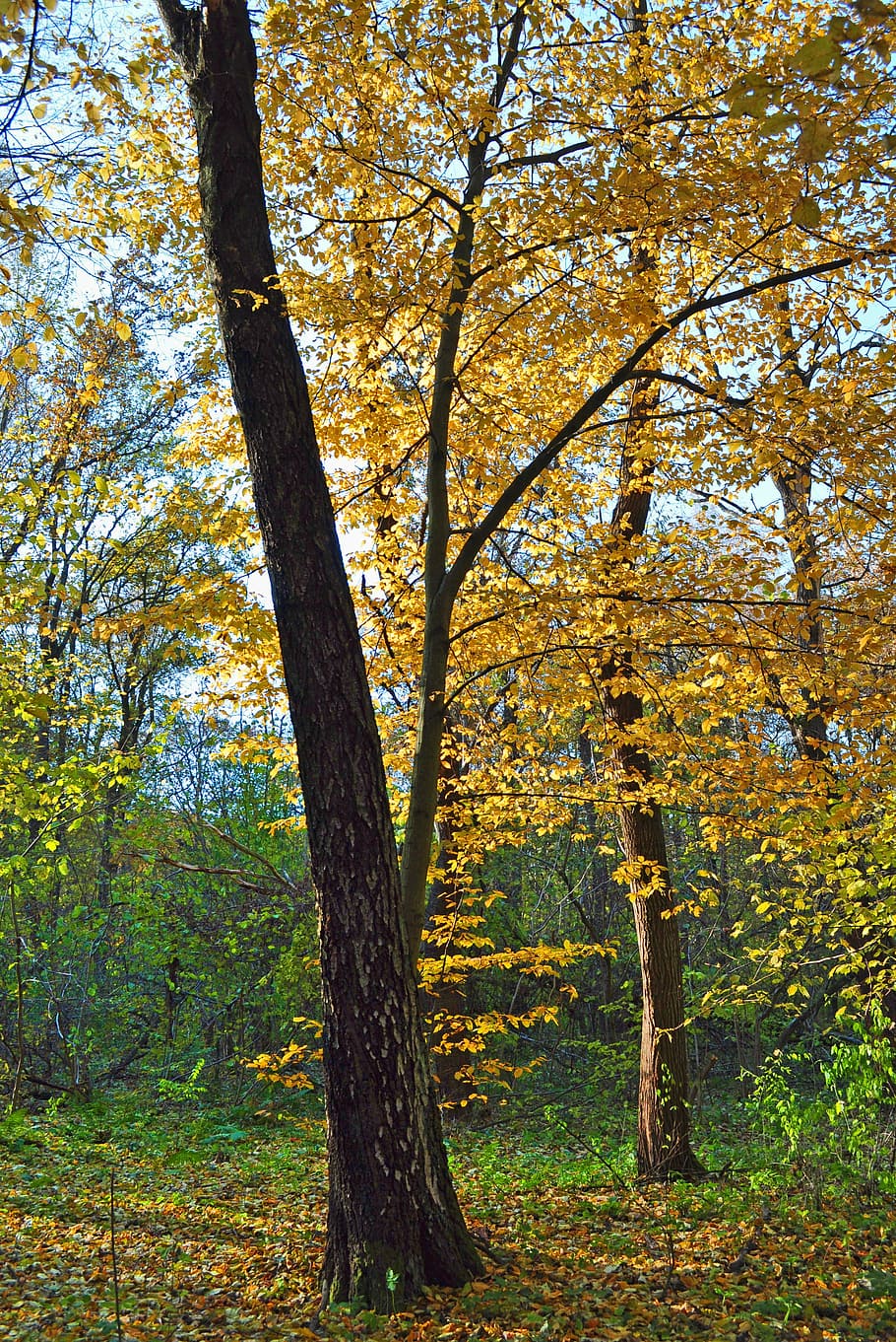 tree, yellow, autumn, forest, nature, plant, beauty in nature HD wallpaper