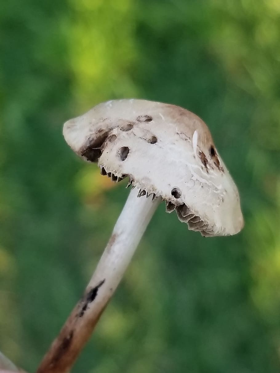 mushroom, nature, tiny, close-up, plant, fungus, focus on foreground HD wallpaper