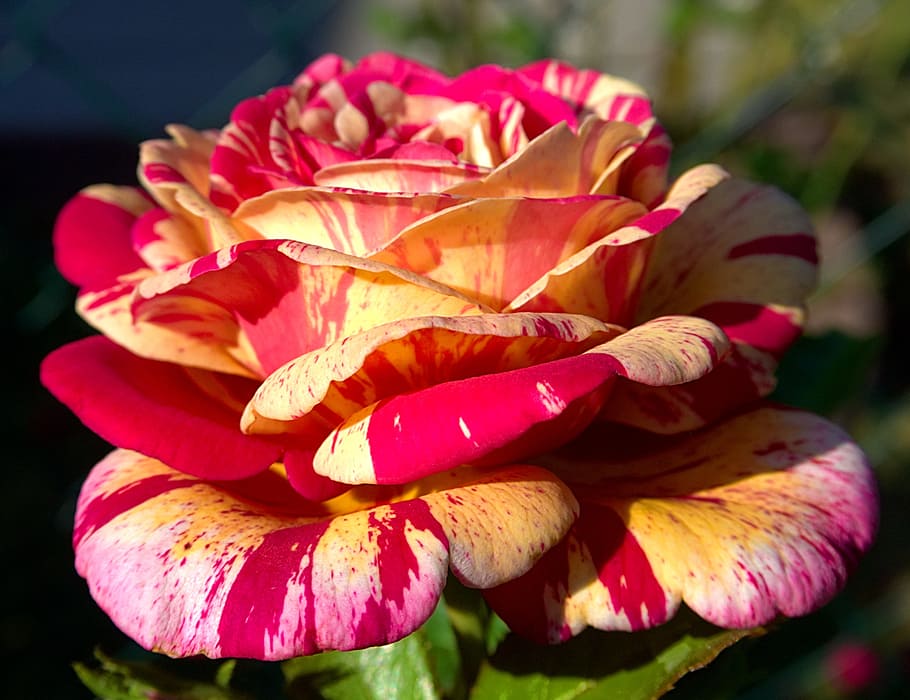Macro, Close, Blossom, Bloom, rose, flower, spring, pink, nature HD wallpaper