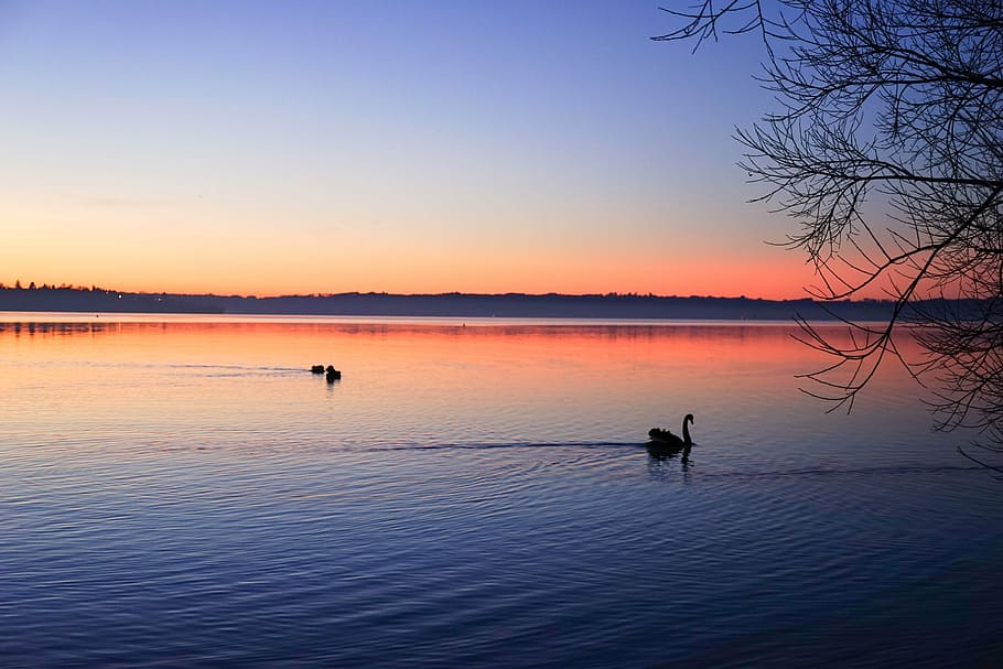 sunset, swan, lake, nature, water, reflection, outdoors, sport HD wallpaper