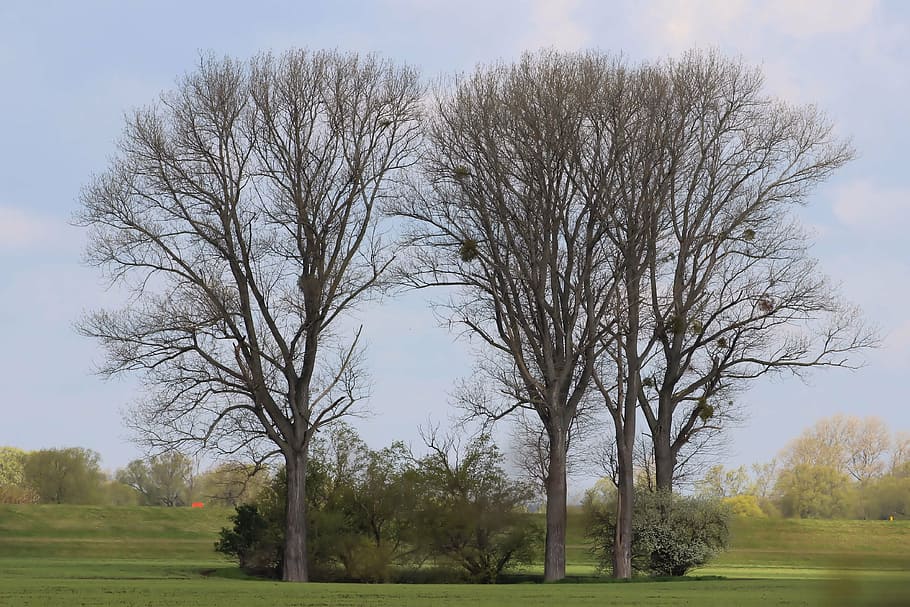 mistletoe, trees, nature, spring, parasite, plant, bare tree HD wallpaper