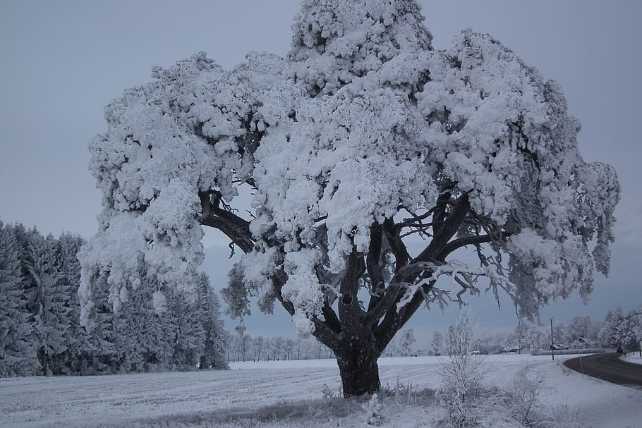 cold, tree, winter, sweden, snowy, cold temperature, plant HD wallpaper