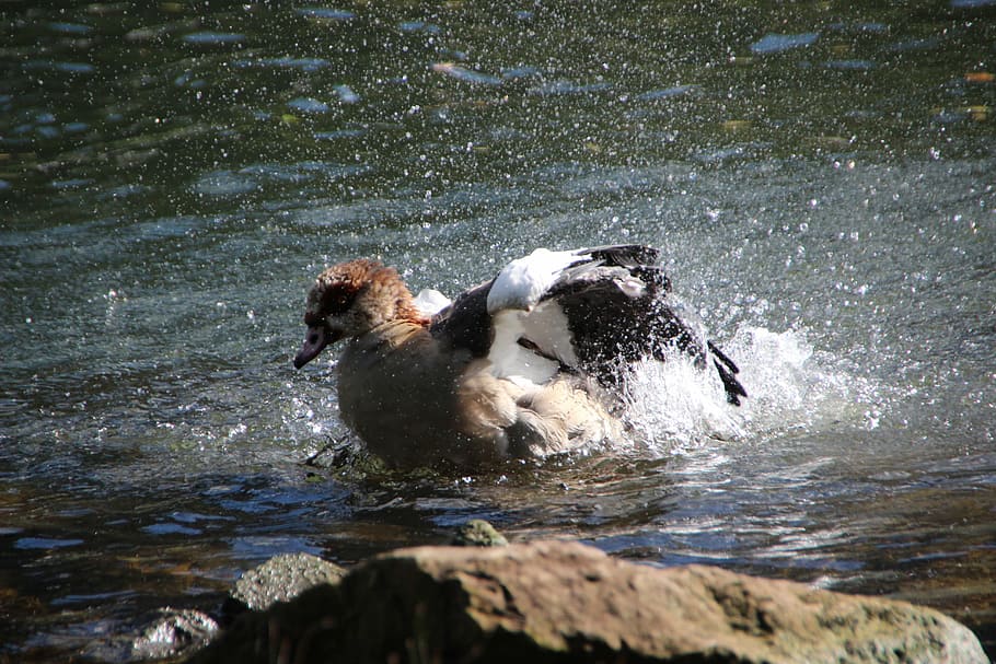 nilgans, bird, water effect, bad, swim, river, mosel, animal HD wallpaper