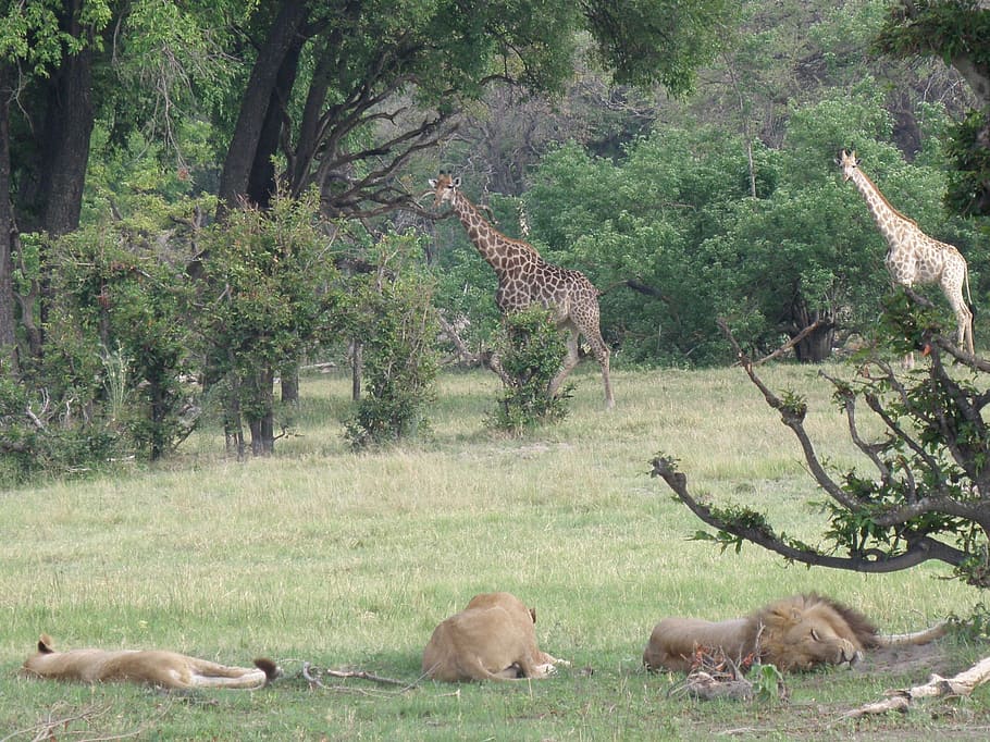 Africa, Botswana, Animals, okavango delta, lions, giraffes, HD wallpaper