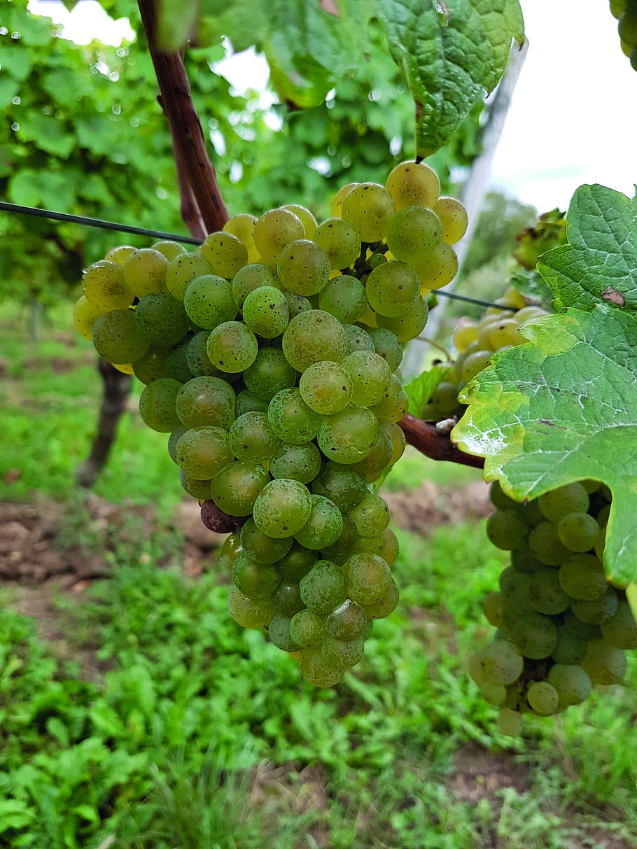 wine, fruit, nature, leaf, grape, vine, ripe grapes, winegrowing HD wallpaper