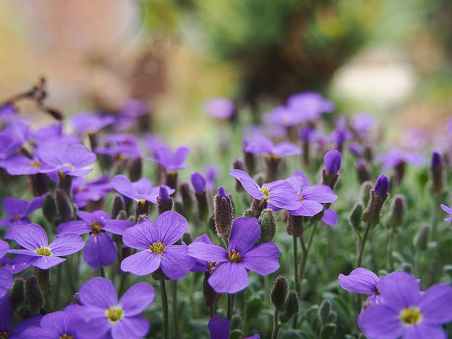 garden, spring, nature, plant, flowers, violet, purple flower HD wallpaper