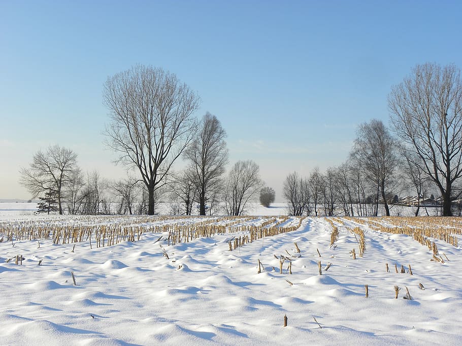 snow meadow, wintry, cornfield, winter, cold temperature, tree HD wallpaper