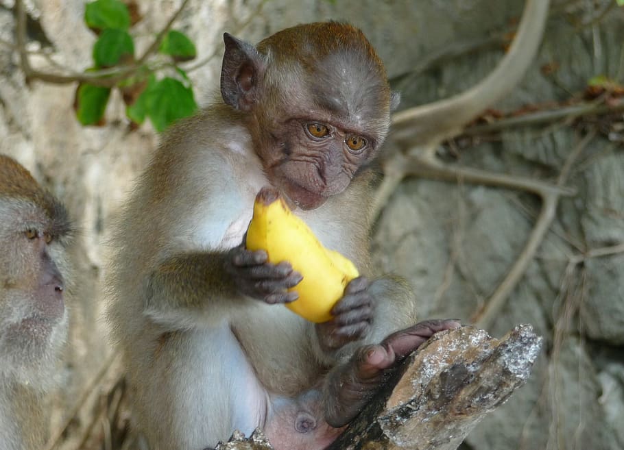 monkey, banana, äffchen, jungle, eating, animal wildlife, animals in the wild, HD wallpaper