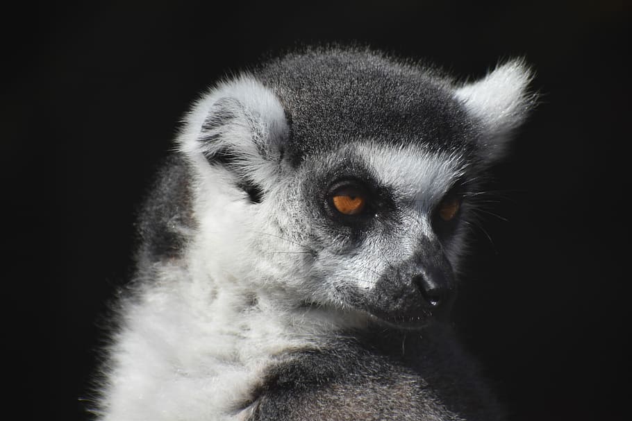 mammal, wildlife, primate, monkey, cute, one animal, animal wildlife HD wallpaper