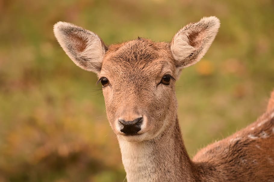roe deer, fallow deer, damtier, spotted, watch, young deer HD wallpaper