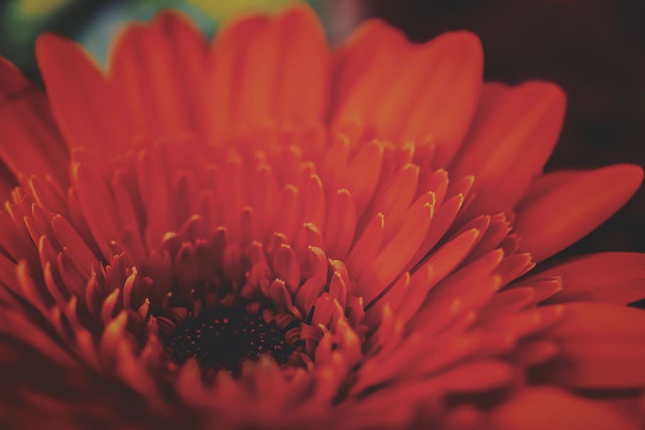 flower, orange, close up, flowering plant, petal, fragility HD wallpaper