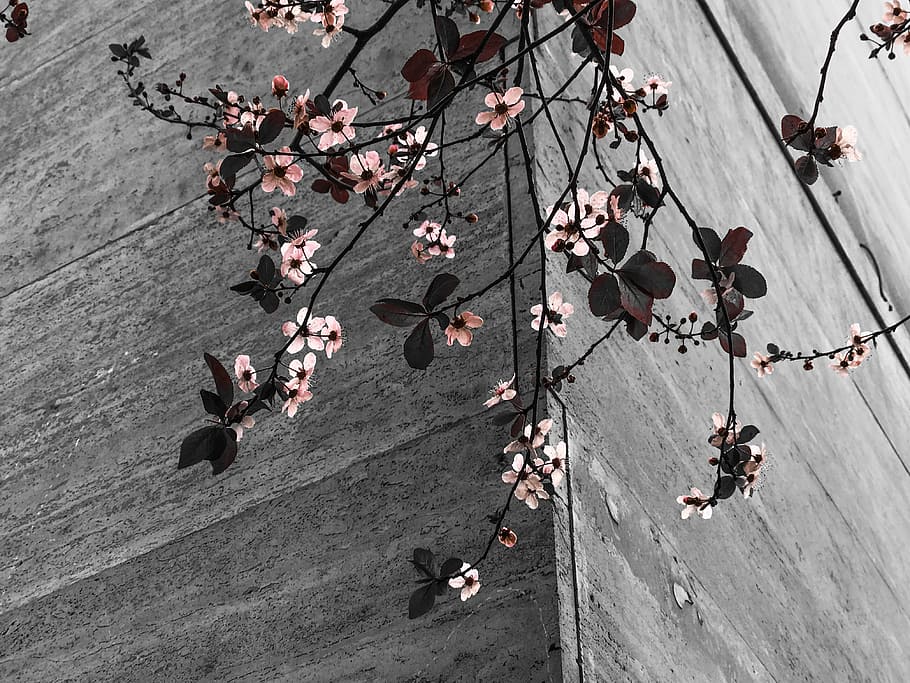 flowers, branches, spring, nature, bloom, high angle view, outdoors HD wallpaper