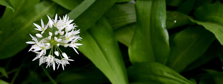 white flower with green leaves, bear's garlic, plant, nature, HD wallpaper
