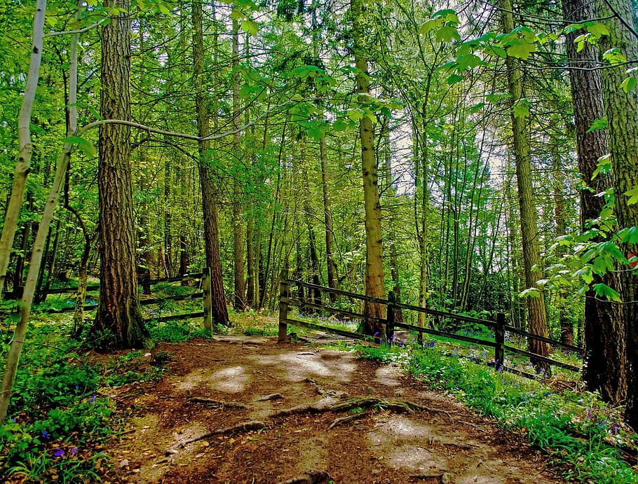forest, tree, trees, branch, twig, trip, seasons, spring, summer HD wallpaper