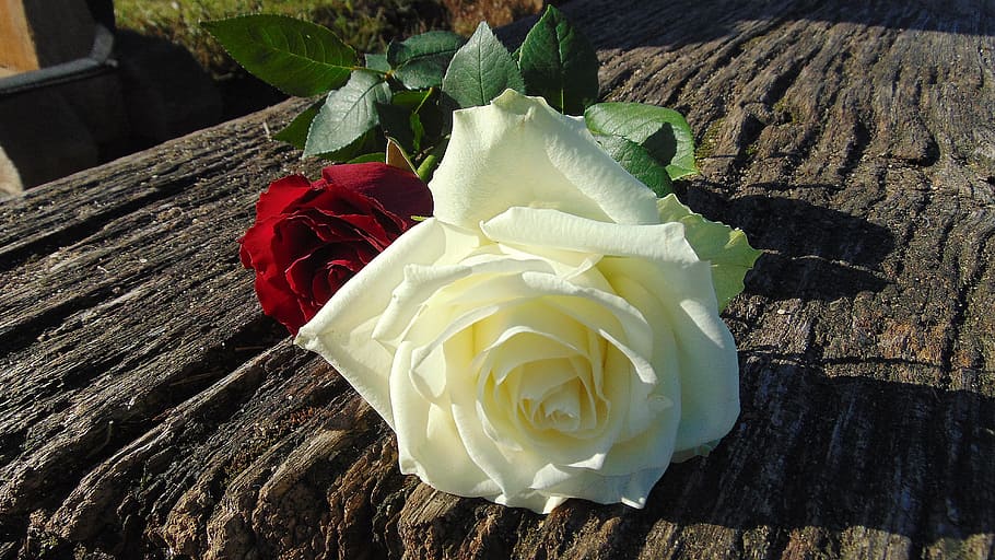 two red and white rose flower on brown wooden surface, roses HD wallpaper