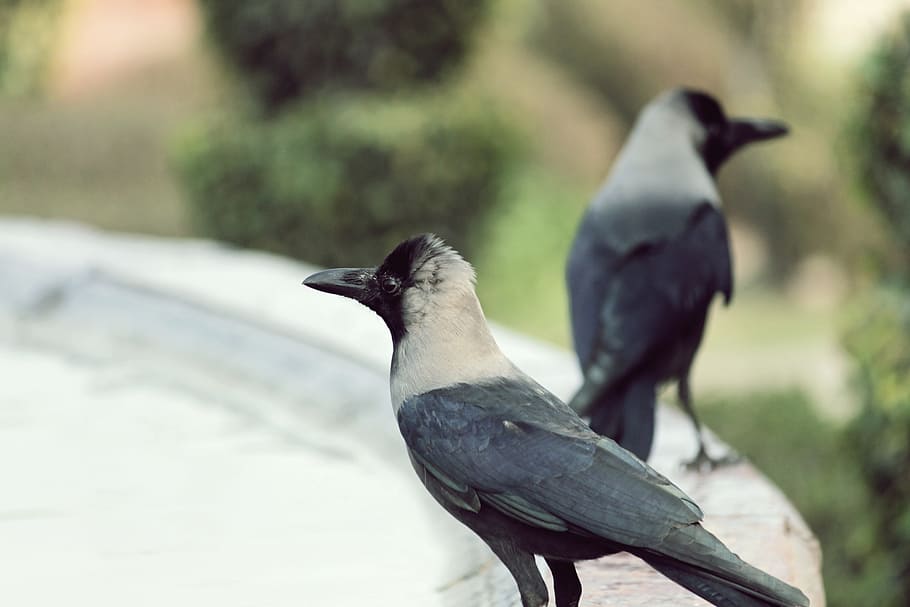 birds, crow, india, black, nature, animal, wildlife, raven HD wallpaper