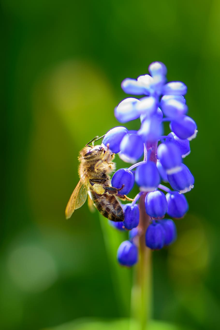 Bee, Insect, Blossom, Bloom, Purple, close, macro, pollination, HD wallpaper