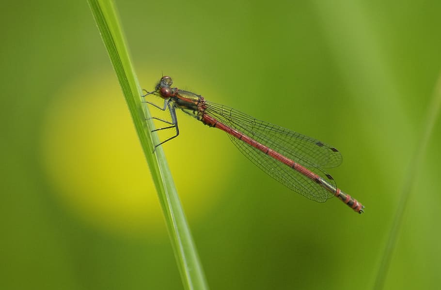 dragonfly, meadow, insect, close, flight insect, invertebrate HD wallpaper