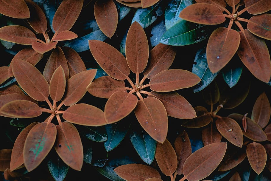 red and green leaves, close up photo of brown ovate leafed plants