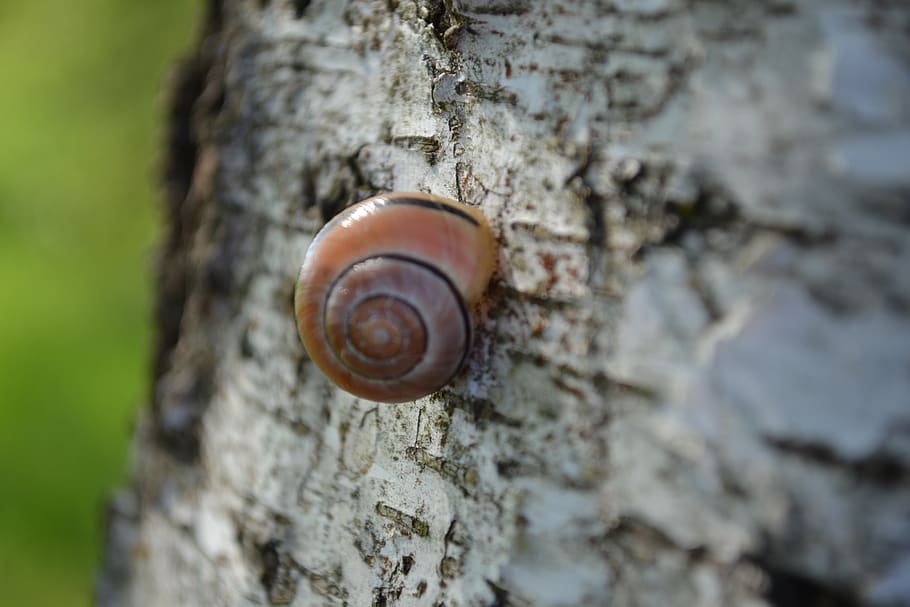 Worm wood. Snail and Home.