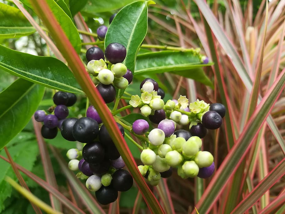 fruit, green, violet, food, food and drink, plant, healthy eating HD wallpaper