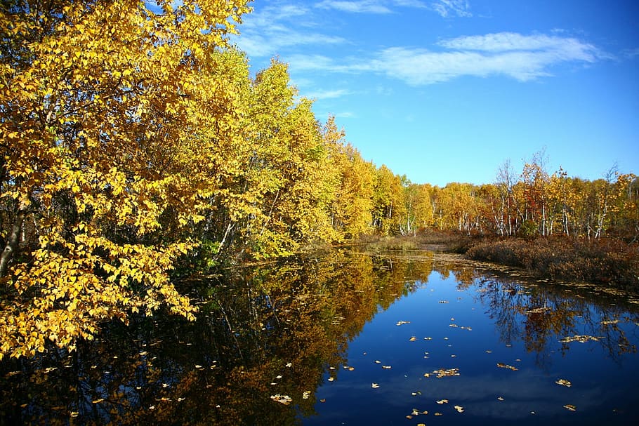 autumn, forest, lake, reflection, autumn forest, golden autumn HD wallpaper