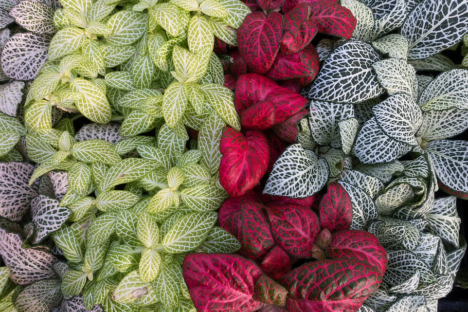 green, red, and gray leaves, leaf, spice, plant, nature, white HD wallpaper